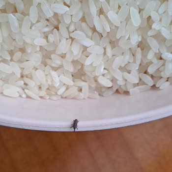 Şok Market Darıca Şubesinde Sinekli Pirinç Şikayeti