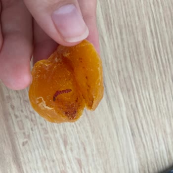 Çerezya Kuru Kayısında Kurt Tespiti Ve Sağlık Endişesi