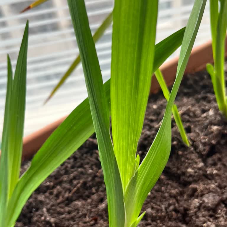 Hepsiburada Csy Fidancılık Farklı Çıkan Ürün