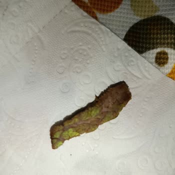 Köfteci Yusuf Şubesinde Yeşile Dönmüş Dönerde Hijyen Endişesi