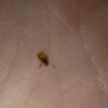 Torku Çubuk Krakerinde Ölü Böcek Bulunması Ve Çocuk Güvenliği Endişesi