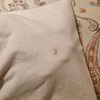 LCW Online Mağazadan Aldığım Atletin İkinci Yıkamada Yırtılması