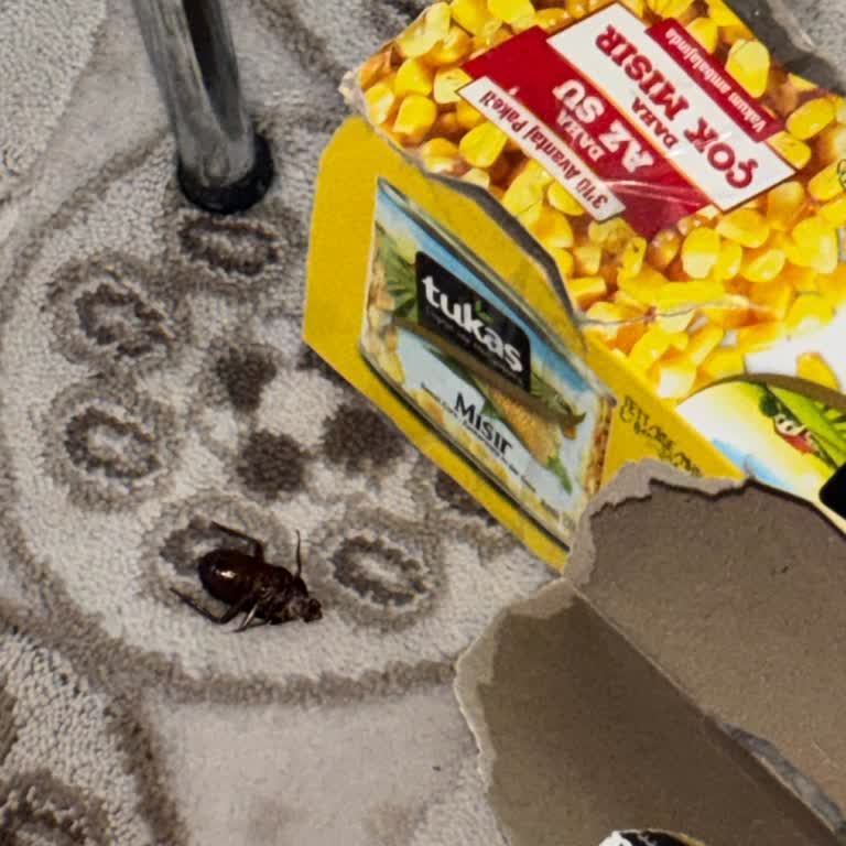 Tukaş Konserve Mısır Ambalajında Ölü Böcek Keşfi Ve Açıklama Talebi