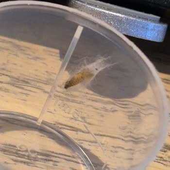 Kapak İçinde Küflü Böcek Bulunması Ve Hijyen Sorunu