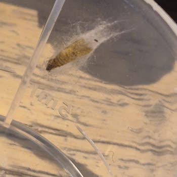 Kapak İçinde Küflü Böcek Bulunması Ve Hijyen Sorunu