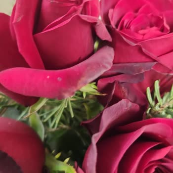 Çiçek Sepeti Canlı Güller Yanık Ve Yıpranmış!