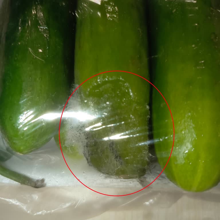 Migros Sanal Market’te Bozuk Salatalık Teslimatı Ve Kalite Denetimsizliği