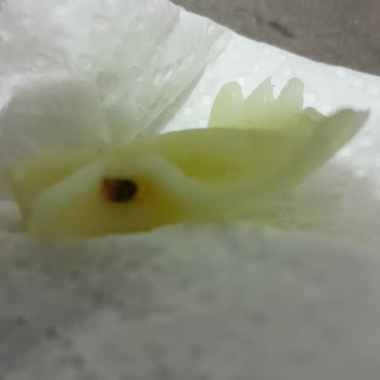 Pastavilla Getir'den Gelen Makarna İçinde Sağlık Riski Taşıyan Yabancı Cisim