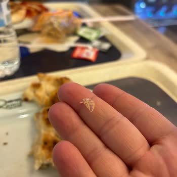 Köfteci Ramiz’de Köfte İçinde Plastik Parça: Çocuk Sağlığı Ve Hijyen Endişesi