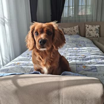 Köfteci Yusuf Bahçede Köpek Yasaklaması Engellileri Ve Aileyi Ayrımcılığa Sürükledi