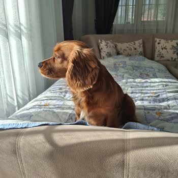 Köfteci Yusuf Bahçede Köpek Yasaklaması Engellileri Ve Aileyi Ayrımcılığa Sürükledi