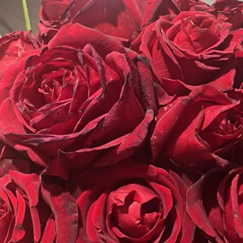 Hızlı Çiçek | Hizlicicek.com Teslim Edilen Çiçek, Görselde Belirtilen Aranjmana Uygun Değildi