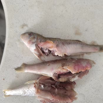 Bayat Balık Gönderimi Ve Savunmacı Müşteri Hizmetleri