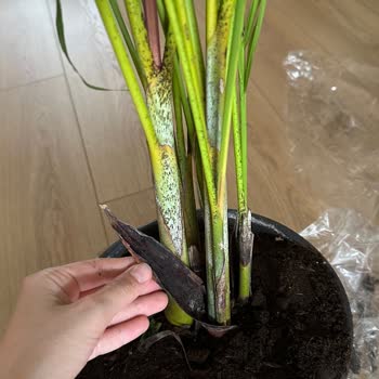 Gecikme, İletişimsizlik Ve Sağlıksız Bitkiler Nedeniyle İade Ve Telafi Talebi