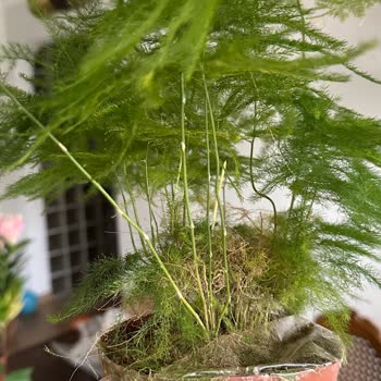 Gecikme, İletişimsizlik Ve Sağlıksız Bitkiler Nedeniyle İade Ve Telafi Talebi