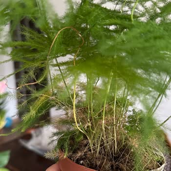 Gecikme, İletişimsizlik Ve Sağlıksız Bitkiler Nedeniyle İade Ve Telafi Talebi