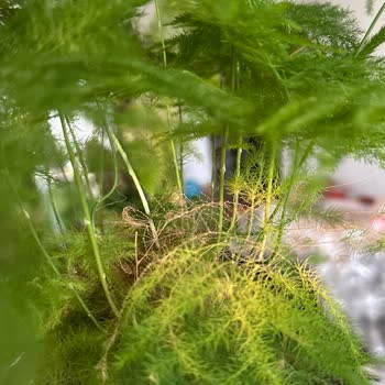 Gecikme, İletişimsizlik Ve Sağlıksız Bitkiler Nedeniyle İade Ve Telafi Talebi