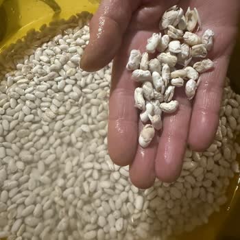 Yayla Fasulyesinde Beyaz Kabuk Dökülmesi Ve Parçalanma