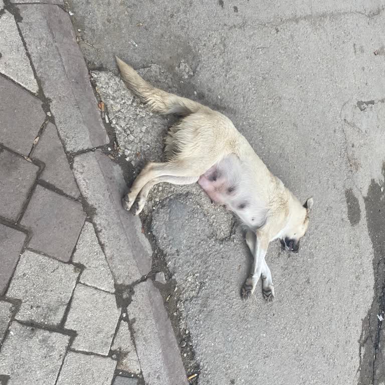 Kırıkkale Belediyesi Kırıkkale Barınak Görevlilerinin Anestezi Altındaki Hayvanı İlgisiz Taşıması