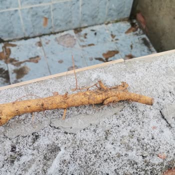 Fidancidan Yanılttı