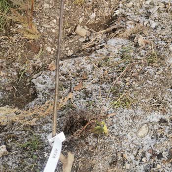 Fidancidan Yanılttı