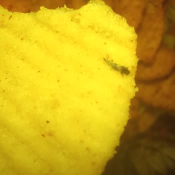 Kayseri Marketten Alınan Cipso Cipsinde Böcek Bulunması: Tüketici Sağlığı Tehlikede