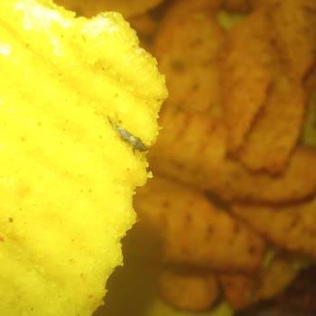 Kayseri Marketten Alınan Cipso Cipsinde Böcek Bulunması: Tüketici Sağlığı Tehlikede