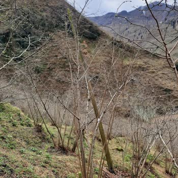 Şenocak Köyü'nde Sürekli Elektrik Kesintileri Ve Eski Hatların Yenilenmesi Talebi