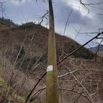 Şenocak Köyü'nde Sürekli Elektrik Kesintileri Ve Eski Hatların Yenilenmesi Talebi