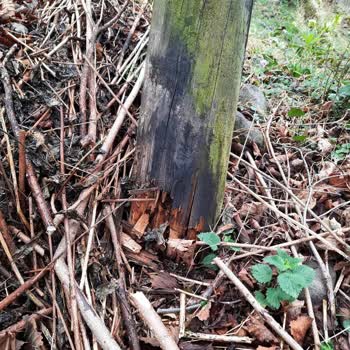 Şenocak Köyü'nde Sürekli Elektrik Kesintileri Ve Eski Hatların Yenilenmesi Talebi