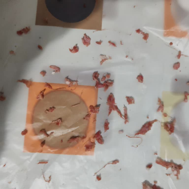 Carrefour’da Bozuk Kıyma Ve İade Reddi