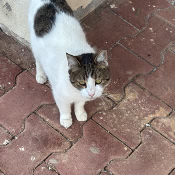 Antalya Büyükşehir Belediyesi Kedimin Ölümü Hakkında Bilgi Verilmemesi Ve İletişim Sorunları