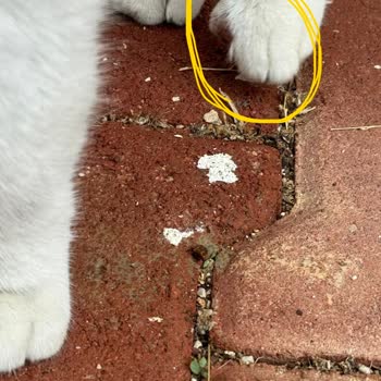 Antalya Büyükşehir Belediyesi Kedimin Ölümü Hakkında Bilgi Verilmemesi Ve İletişim Sorunları