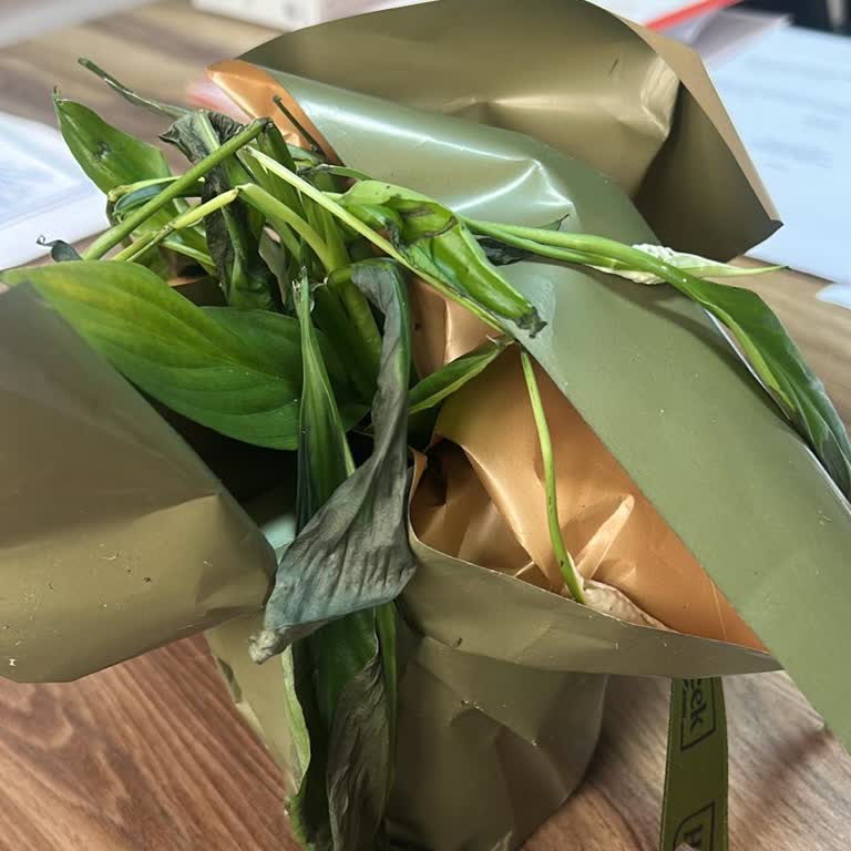 Hızlı Çiçek | Hizlicicek.com Kırık Ve Kurumuş Çiçek Gönderildi, Müşteri Hizmetleri Cevapsız