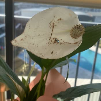 Onaylamadığım Ürün Gönderildi Ve İptal İsteği Reddedildi