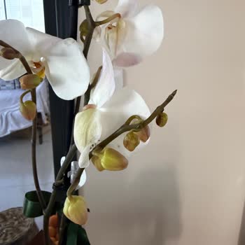 Evlilik Yıl Dönümünde Solmuş Orkide Ve Yanıltıcı Yeniden Gönderim