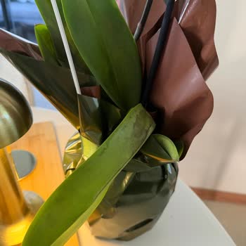 Evlilik Yıl Dönümünde Solmuş Orkide Ve Yanıltıcı Yeniden Gönderim