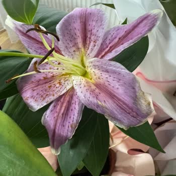 Çiçek Sepeti'nden Soluk Çiçek Ve Yetersiz Telafi İadesi Talebi