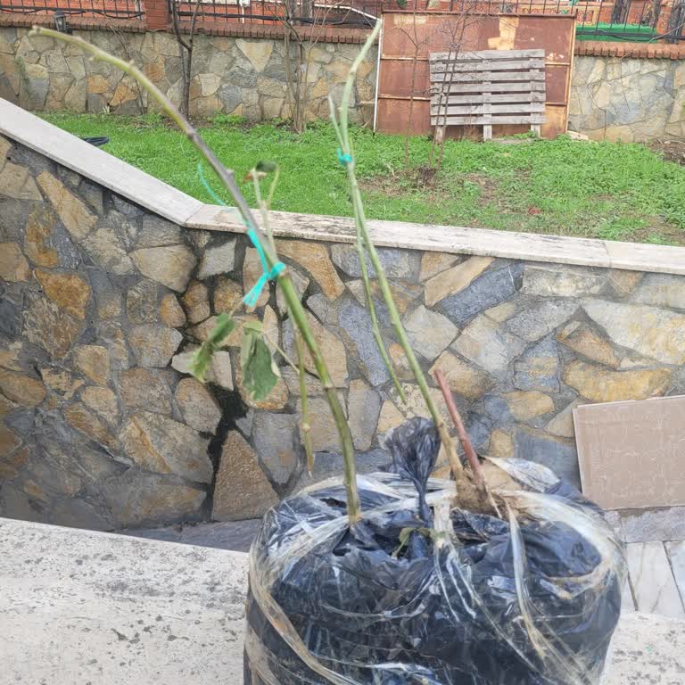 İlan Edilen 5 Metre Böğürtlen Fidanı Yerine 30 Cm Gönderildi