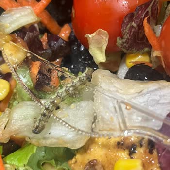 Tavuk Dünyası Salatasında Tırtıl: Hijyen Ve Gıda Güvenliği İhlali