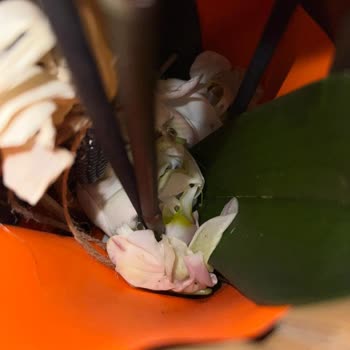 Orkide Çiçeği Bozuk Teslim Edildi, Ücret İadesi Bekleniyor