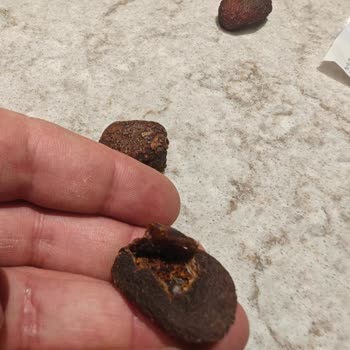 Ümitköy A-101 Şubesinde Kurtlanmış Çerezya Gün Kurusu İadesi Reddedildi