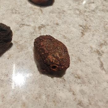 Ümitköy A-101 Şubesinde Kurtlanmış Çerezya Gün Kurusu İadesi Reddedildi