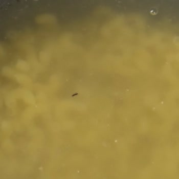 Barilla Makarnada Böcek Sorunu Sağlık Ve Hijyen Endişesi