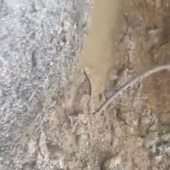 Başkent Elektrik Dağıtım Evime Yakın Kurulan Yüksek Gerilim Direği Tehlike Ve Hasar Yarattı