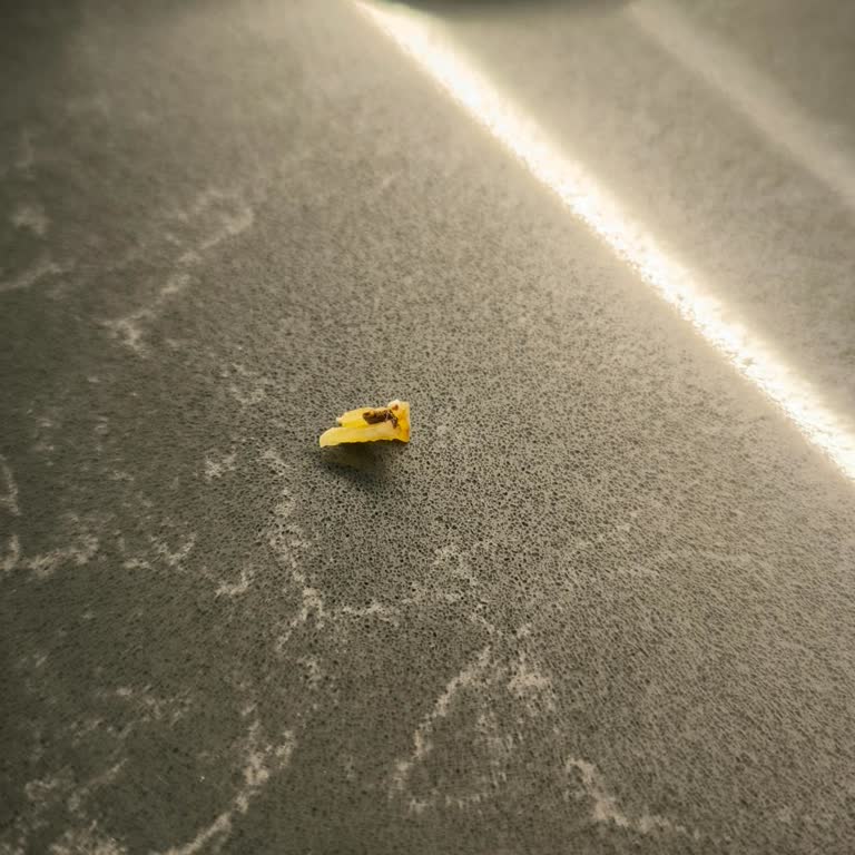 Migros Makarnasında Karınca Benzeri Canlı Kalıntısı