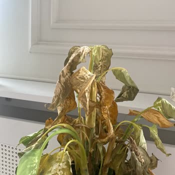 Fidanburada Sağlıksız Difenbahya Bitkisi Gönderimi Ve Değişim Talebinin Reddedilmesi