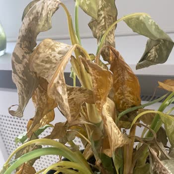 Fidanburada Sağlıksız Difenbahya Bitkisi Gönderimi Ve Değişim Talebinin Reddedilmesi