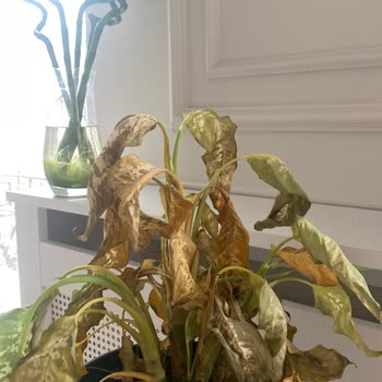 Fidanburada Sağlıksız Difenbahya Bitkisi Gönderimi Ve Değişim Talebinin Reddedilmesi