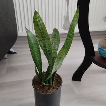 Trendyol Yeşil Kılıç Çiçeği Görseliyle Uyuşmayan, Hasarlı ve Yanıltıcı Ürün Teslim Edildi